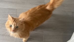 Illustration : 8 chats &agrave; l'adoption qui m&eacute;ritent de conna&icirc;tre le bonheur &agrave; vos c&ocirc;t&eacute;s