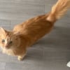 Illustration : 8 chats &agrave; l'adoption qui m&eacute;ritent de conna&icirc;tre le bonheur &agrave; vos c&ocirc;t&eacute;s