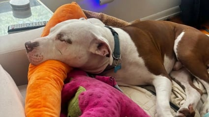 Illustration : Pour apaiser son anxi&eacute;t&eacute; apr&egrave;s 200 jours au refuge, ce Pitbull s'accroche &agrave; ses peluches partout o&ugrave; il va (vid&eacute;o)