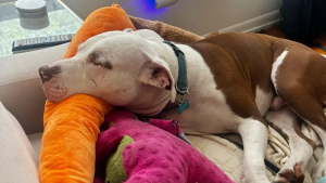 Illustration : Pour apaiser son anxiété après 200 jours au refuge, ce Pitbull s'accroche à ses peluches partout où il va (vidéo)