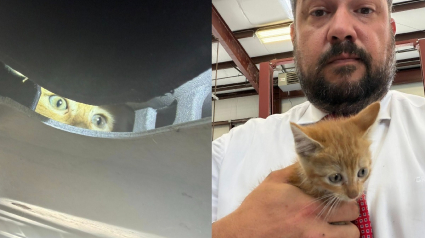 Illustration : Un sergent de police d&eacute;couvre un chaton coinc&eacute; dans le moteur d&rsquo;une voiture de patrouille et le sauve avant de l&rsquo;adopter