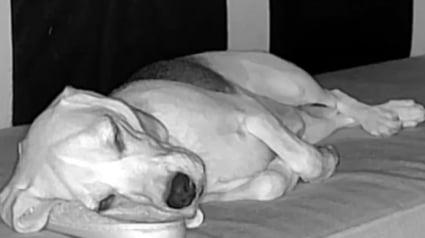 Illustration : Une femme surprend son Beagle en train de voler une pantoufle pour se r&eacute;conforter, gr&acirc;ce &agrave; une vid&eacute;o de sa cam&eacute;ra de surveillance