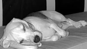 Illustration : Une femme surprend son Beagle en train de voler une pantoufle pour se réconforter, grâce à une vidéo de sa caméra de surveillance