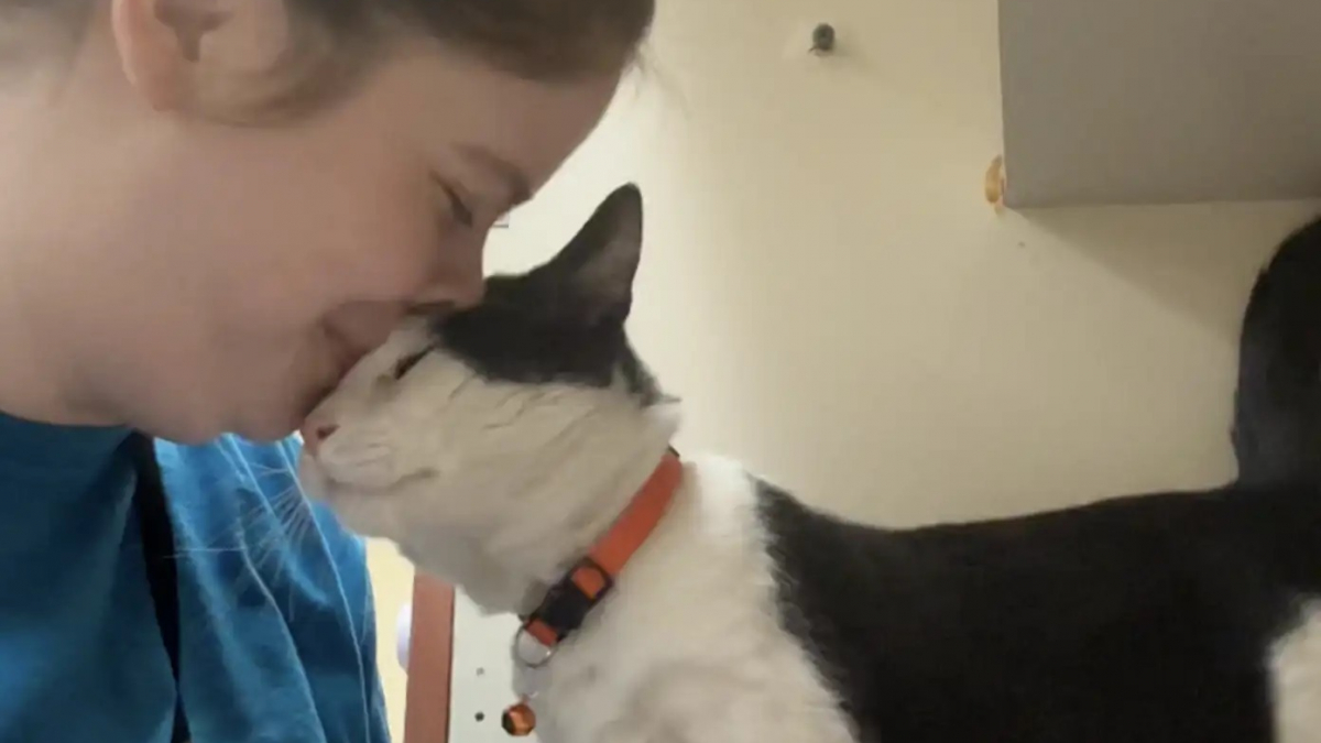 Illustration : "Une bénévole en deuil est bouleversée lorsqu'un chat reproduit le même coup de tête que son ancien félin et décide de l'adopter (vidéo)"
