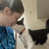 Illustration : Une b&eacute;n&eacute;vole en deuil est boulevers&eacute;e lorsqu'un chat reproduit le m&ecirc;me coup de t&ecirc;te que son ancien f&eacute;lin et d&eacute;cide de l'adopter (vid&eacute;o)