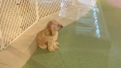 Illustration : Ignorant totalement les autres chiens de la pension cette petite Caniche attend patiemment le retour de sa propri&eacute;taire (vid&eacute;o)