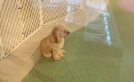 Ignorant totalement les autres chiens de la pension cette petite Caniche attend patiemment le retour de sa propriétaire (vidéo)