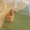 Illustration : Ignorant totalement les autres chiens de la pension cette petite Caniche attend patiemment le retour de sa propri&eacute;taire (vid&eacute;o)