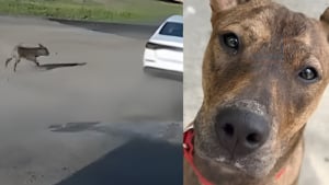 Illustration : "Filmé en train de courir désespérément derrière une voiture qui venait de l'abandonner ce chien retrouve la sécurité"
