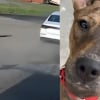 Illustration : Film&eacute; en train de courir d&eacute;sesp&eacute;r&eacute;ment derri&egrave;re une voiture qui venait de l'abandonner ce chien retrouve la s&eacute;curit&eacute;