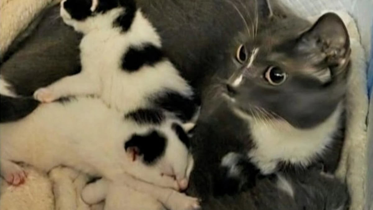Illustration : "Trouvée avec ses chatons dans une cave, cette chatte qui attendait d'être secourue découvre le confort d'un foyer chaleureux"