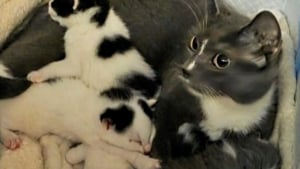 Illustration : Trouv&eacute;e avec ses chatons dans une cave, cette chatte qui attendait d'&ecirc;tre secourue d&eacute;couvre le confort d'un foyer chaleureux
