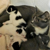 Illustration : Trouv&eacute;e avec ses chatons dans une cave, cette chatte qui attendait d'&ecirc;tre secourue d&eacute;couvre le confort d'un foyer chaleureux