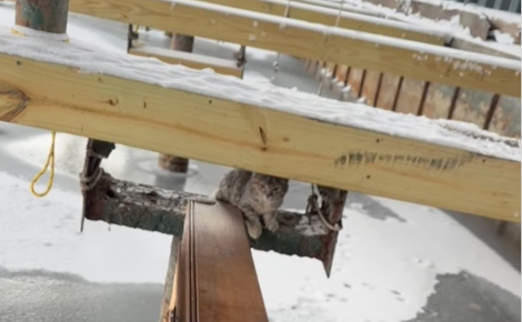 Un homme allergique aux chats sauve un chaton prisonnier de la glace sans imaginer qu'il deviendrait un membre de sa famille