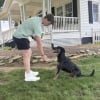 Illustration : Disparu pendant 8 ans, ce chien identifi&eacute; gr&acirc;ce &agrave; sa puce retrouve &agrave; 10 ans le gar&ccedil;on qui l&rsquo;attendait depuis son enfance