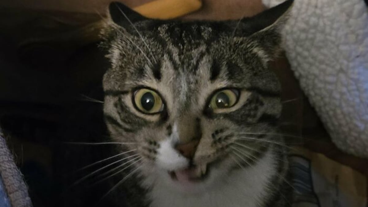 Illustration : "14 photos de chats aux expressions faciales complètement déjantées"