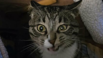 Illustration : 14 photos de chats aux expressions faciales compl&egrave;tement d&eacute;jant&eacute;es
