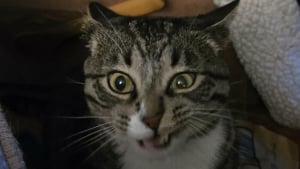 Illustration : 14 photos de chats aux expressions faciales compl&egrave;tement d&eacute;jant&eacute;es