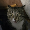 Illustration : 14 photos de chats aux expressions faciales compl&egrave;tement d&eacute;jant&eacute;es