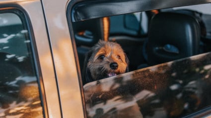 Illustration : A Nanterre, une femme &eacute;chappe aux poursuites apr&egrave;s avoir laiss&eacute; son chien dans la voiture en plein soleil alors qu'elle assistait au concert du rappeur Damso