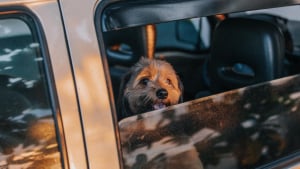 Illustration : "A Nanterre, une femme échappe aux poursuites après avoir laissé son chien dans la voiture en plein soleil alors qu'elle assistait au concert du rappeur Damso"