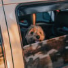 Illustration : A Nanterre, une femme &eacute;chappe aux poursuites apr&egrave;s avoir laiss&eacute; son chien dans la voiture en plein soleil alors qu'elle assistait au concert du rappeur Damso