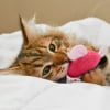 Illustration : Pourquoi votre chat noie-t-il ses jouets dans sa gamelle d'eau ?