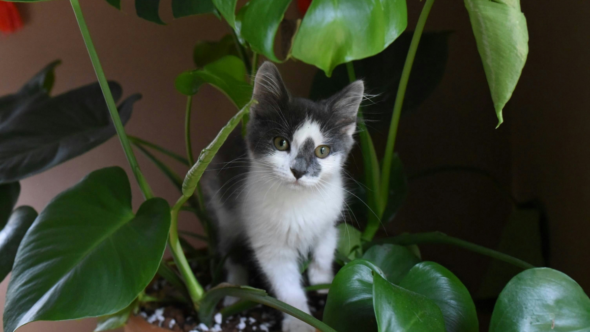 Illustration : "Mythe ou réalité : les plantes d'intérieur purifiantes sont inoffensives pour les chats"