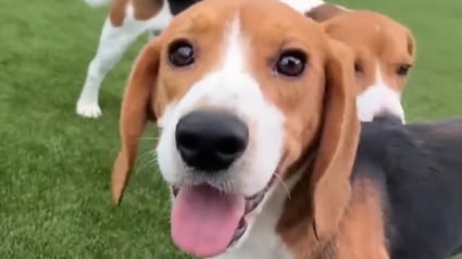 Illustration : Une association obtient la lib&eacute;ration de 135 Beagles &eacute;lev&eacute;s pour les laboratoires pour leur offrir un nouveau d&eacute;part