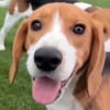 Illustration : Une association obtient la lib&eacute;ration de 135 Beagles &eacute;lev&eacute;s pour les laboratoires pour leur offrir un nouveau d&eacute;part