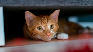 Illustration : "« On le pensait sans vie », un chat survit 2 ans seul dans un appartement de Poitiers après l’hospitalisation de sa maîtresse"