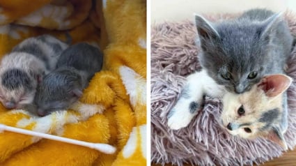 Illustration : Une chatte errante d&eacute;pose ses deux nouveau-n&eacute;s devant une porte avant que la famille ne d&eacute;cide de les sauver