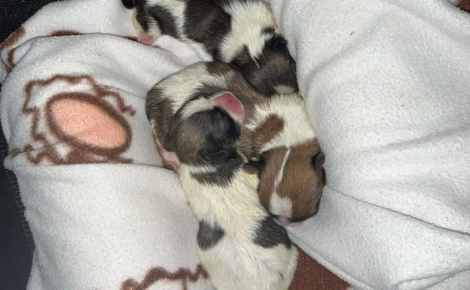 Après l'abandon de 4 chiots nouveau-nés dans un carton devant une clinique vétérinaire de Seine-Saint-Denis, une association dépose plainte et cherche le coupable