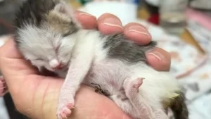 Illustration : Ce chaton orphelin recueilli et biberonné par un homme au grand cœur vit une transformation touchante semaine après semaine jusqu'à son adoption