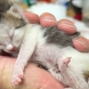 Illustration : Ce chaton orphelin recueilli et biberonn&eacute; par un homme au grand c&oelig;ur vit une transformation touchante semaine apr&egrave;s semaine jusqu'&agrave; son adoption