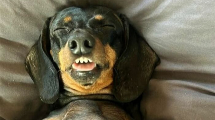 Illustration : 15 photos de chiens amusantes et mignonnes