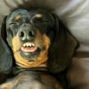 Illustration : 15 photos de chiens amusantes et mignonnes