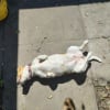 Illustration : 14 animaux qui adorent l&eacute;zarder au soleil