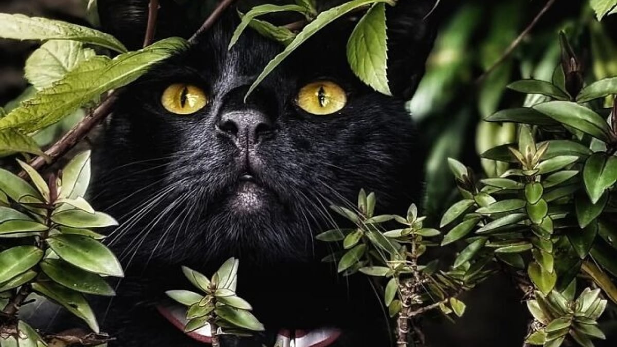 Illustration : "12 photos qui prouvent que les yeux des chats sont de véritables œuvres d’art"