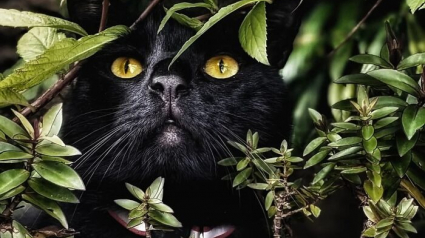 Illustration : 12 photos qui prouvent que les yeux des chats sont de v&eacute;ritables &oelig;uvres d&rsquo;art