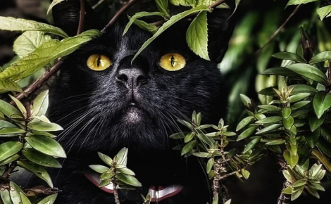 12 photos qui prouvent que les yeux des chats sont de véritables œuvres d’art