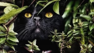 Illustration : "12 photos qui prouvent que les yeux des chats sont de véritables œuvres d’art"
