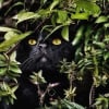 Illustration : 12 photos qui prouvent que les yeux des chats sont de v&eacute;ritables &oelig;uvres d&rsquo;art