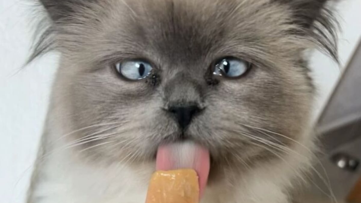 Illustration : "15 photos de chats qui expriment leur bonheur de manger une friandise"
