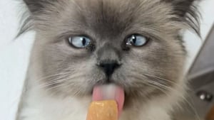 Illustration : "15 photos de chats qui expriment leur bonheur de manger une friandise"