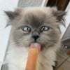 Illustration : 15 photos de chats qui expriment leur bonheur de manger une friandise