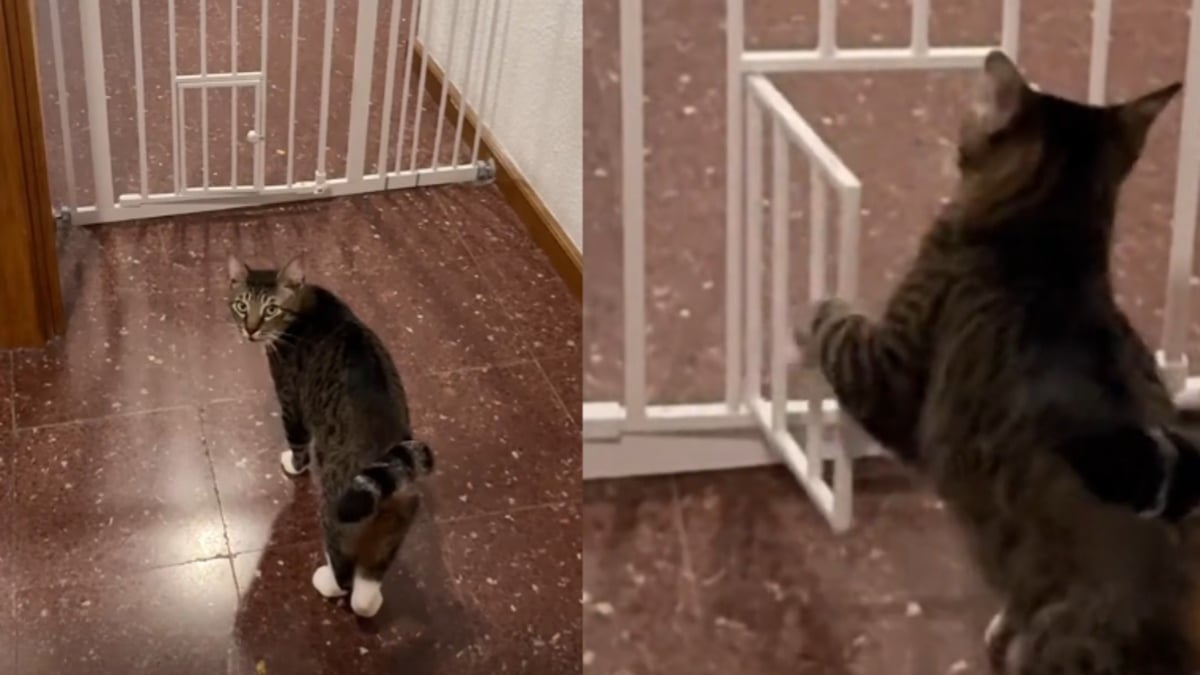 Illustration : "Perplexe face à son congénère qui se complique la vie, ce chat franchit la barrière en toute facilité en passant par la porte (vidéo)"