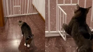 Illustration : Perplexe face à son congénère qui se complique la vie, ce chat franchit la barrière en toute facilité en passant par la porte (vidéo)
