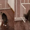 Illustration : Perplexe face &agrave; son cong&eacute;n&egrave;re qui se complique la vie, ce chat franchit la barri&egrave;re en toute facilit&eacute; en passant par la porte (vid&eacute;o)