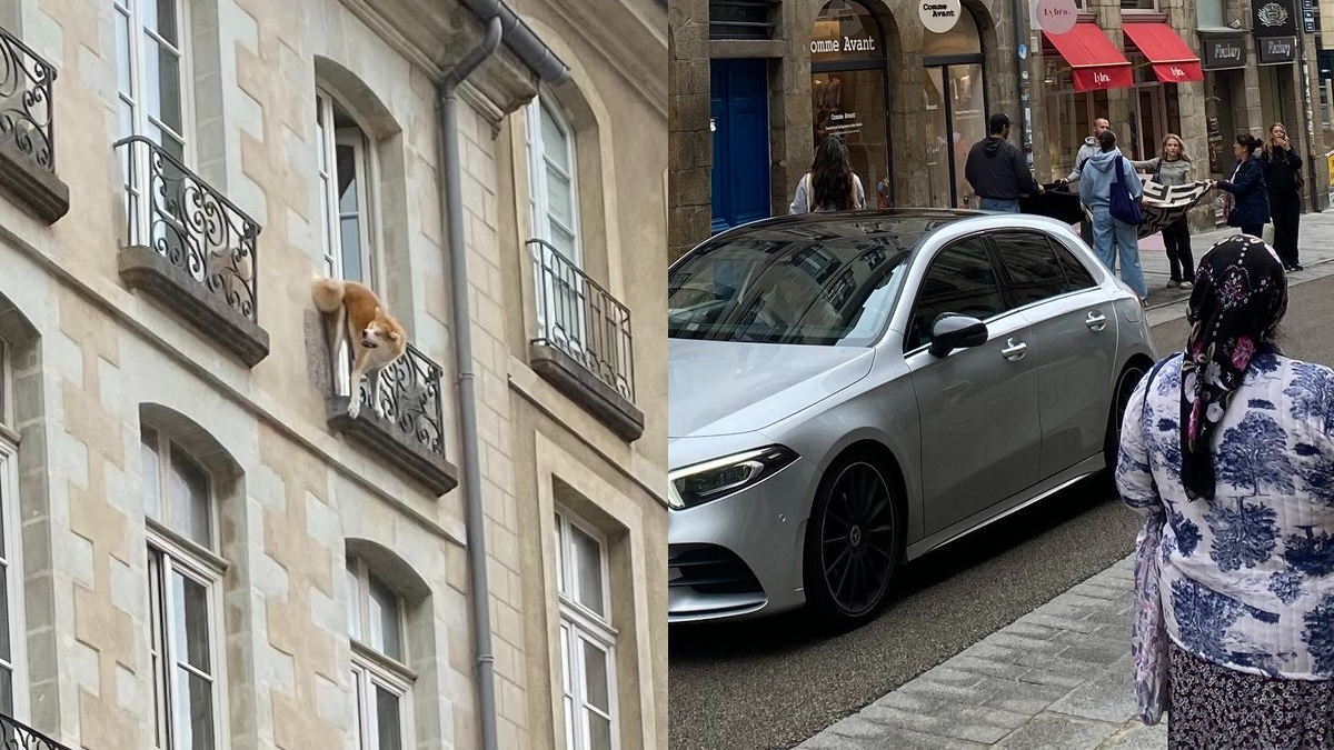 Illustration : "A Rennes, un chien longtemps suspendu au 3e étage finit par tomber mais sa chute est amortie par un drap tendu par des passants"